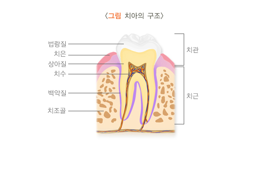 세계보건기구, 구강질환 조사 체계 개선 기사 이미지