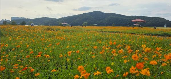 용인특례시, 기흥호수공원 황화코스모스 꽃밭 사진 명소 ‘각광’  기사 이미지